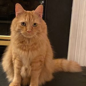 Meet your Posher, Connor